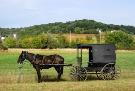 Amish buggy.