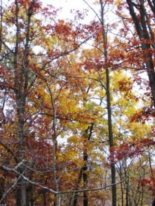 fall trees colors