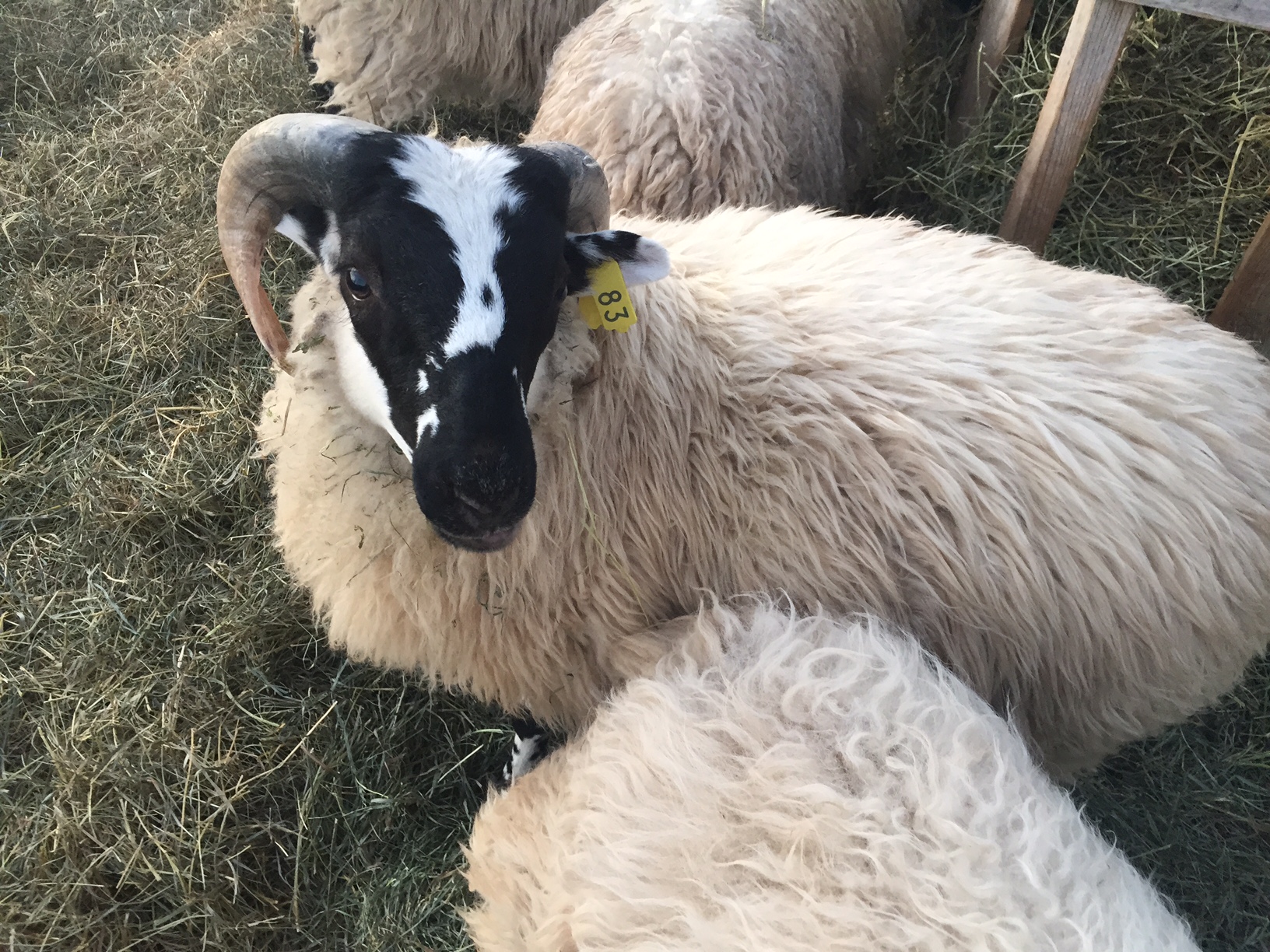 Sheep at Brambleberry Farms