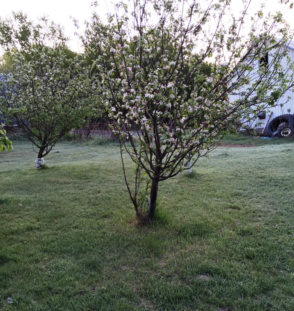 Our apples trees in full bloom took a major frost on May 15. 