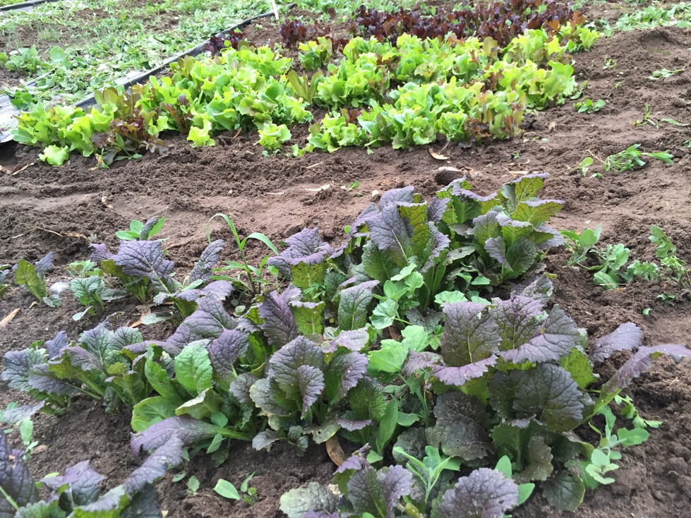 Lettuce and other cold weather crops are doing well in the new garden. 