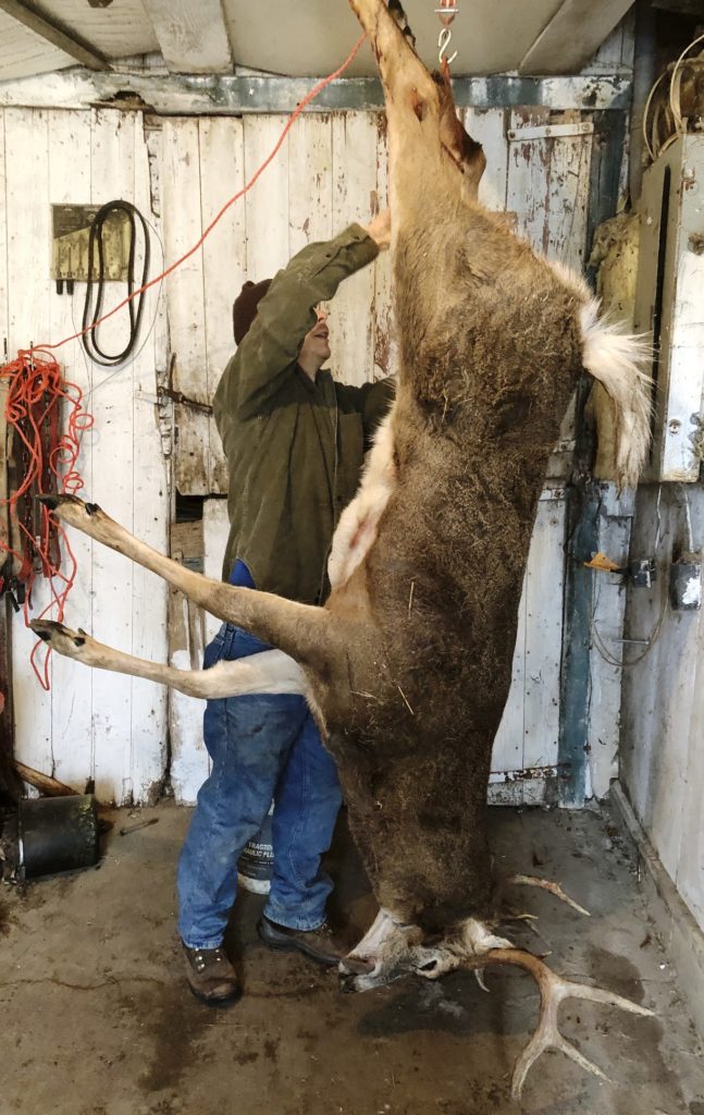 skinning a deer