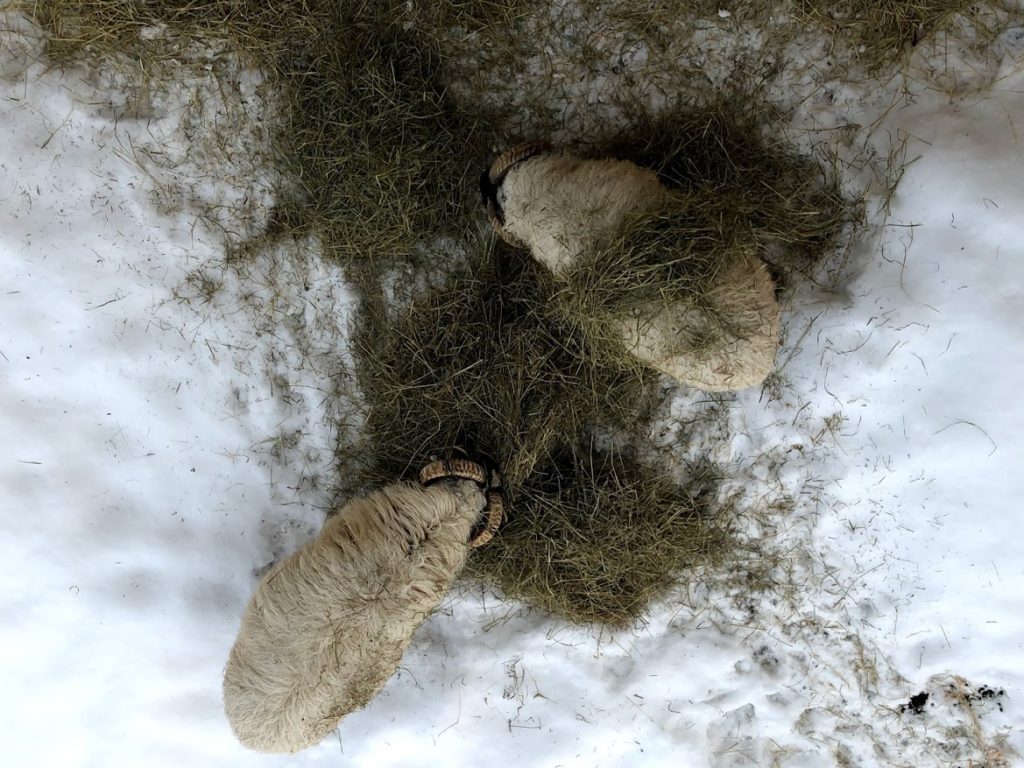 An overhead view of two Scottish Blackface rams.