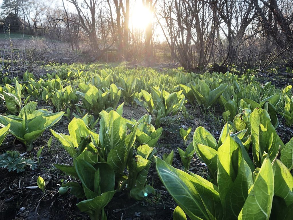 skunk cabbage