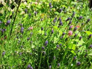 garden lavender