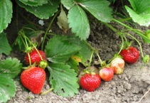 strawberries 2
