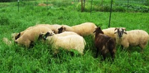 grassfed lambs  