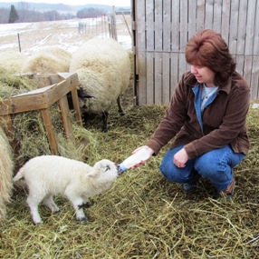 lamb feeding  