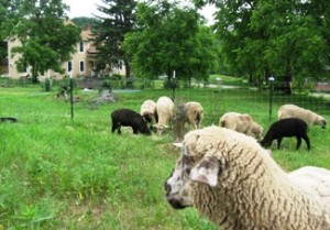 sheep group  